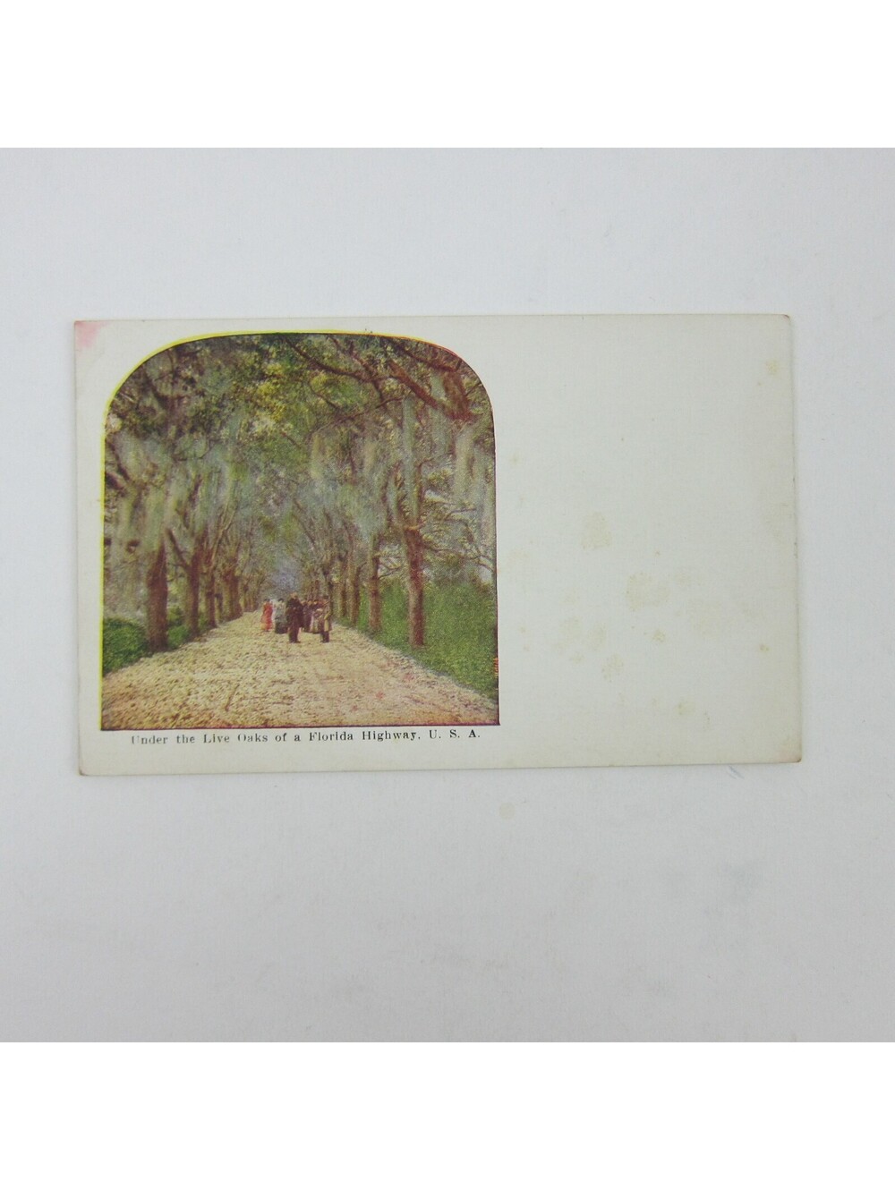 Postcard Florida Highway People Walk Under The Live Oak Trees Antique Unposted